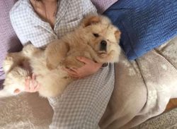 The breed enjoys two coats. Including a very wooly undercoat that’s great for keeping the  ...