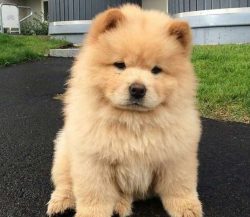  Chow Chow are definitely a very distinctive looking breed