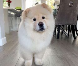  They are widely adored for their fluffy appearance and sweet expressions