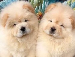 Despite being a bit aloof and reserved, these canines are very loyal to their owners