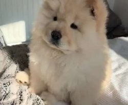  Chow Chow are born with a pink-colored tongue, just like any other breed