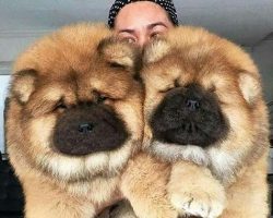 The Chow Chow can be found in two different kinds of coat: Smooth and Rough