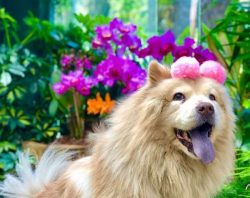  Chow Chow’s hind legs are completely straight, which is also quite uncommon