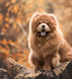  These dogs, as a puppy, require a good amount of training and handling