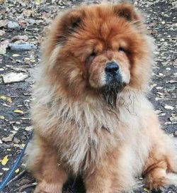 They are not very warm with strangers, cats, and even other canines
