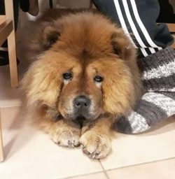 They are more independent and headstrong in nature when compared to most other breeds