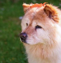 These dogs also are highly protective of their loved ones