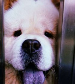  Many people used to believe that these dogs only come in a Red colored coat