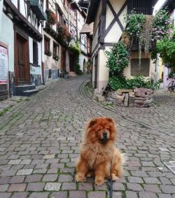  Chow Chow are unable to swim efficiently, unlike many other breeds