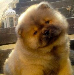 Chow chows are not usually social, outgoing dogs