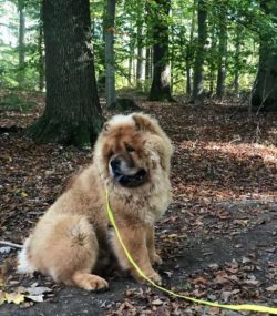 Early socialization to other dogs, pets and people is important