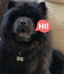  Chow chows may become nuisance barkers if their alarm barking is not controlled
