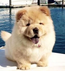 Only two breeds who have this uniquely colored tongue are the Chow and the Chinese Shar-Pei.