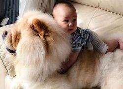 In China they`re also known as Sōng Shī Quǎn (Fluffy Lion Dog)