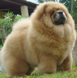 the Chow Chow can be also aggressively protective of its owner and property. 