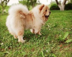 The Chow Chow has some health problems that can be a concern, especially if you aren’t careful w ...