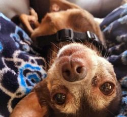 For many years, the Chihuahua has proudly held the title of the smallest dog breed in the world. ...