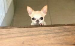 The breed is characterized by courage and loyalty to the leader of the pack, which becomes one o ...
