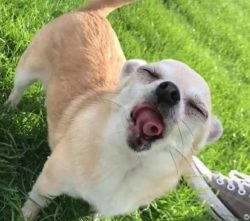 Ironically, the smallest dog in the world has the largest brain.