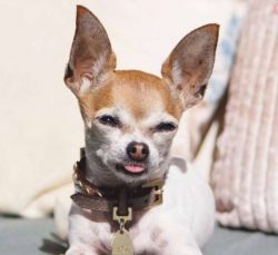 Chihuahuas are very active dogs. They are ready to dig for a long time in the snow, linen, groun ...