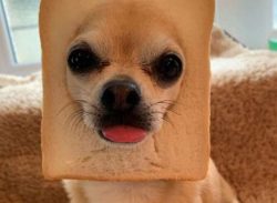 Chihuahuas love to be the center of attention and would do anything to get that.
