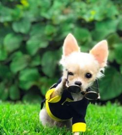 Your little chihuahua loves to play dress-up, they are real mods.