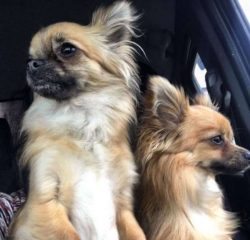 Since they have so much energy, it’s hard for them to sit still and just chill.