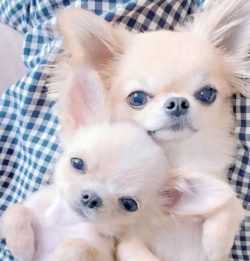 They are like inside dogs and would prefer staying next to you.