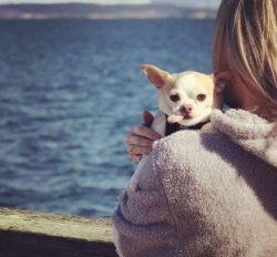 Chihuahuas are a little clingy. They don’t let their favorite human out of sight.