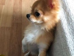 Chihuahuas are one of the most difficult dogs to train.