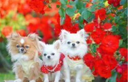 Chihuahuas have a hard time mingling with strangers.