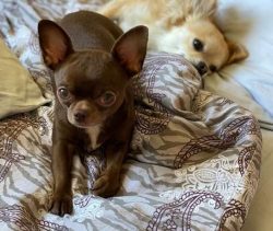 They are suffering when staying home alone, so you must adopt another Chihuahua.