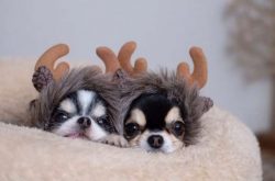 Chihuahuas are often devoted to a particular person in the family
