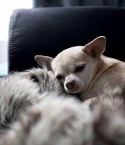 That’s why you see so many Chihuahuas wearing sweaters