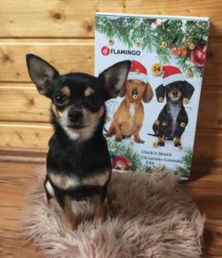Chihuahuas have a reputation for being spoiled and untrainable