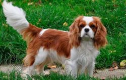 The King-Charles-Spaniel Knight is a beautiful little dog who no doubt claims the title of ̶ ...