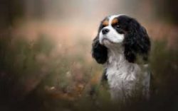 Warm and shiny, with a cute expression, they have the ability to extract constant affection and  ...