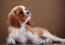 Unsurprisingly, this breed easily gains weight, which spoils its beautiful features.