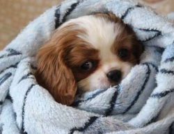 Cavaliers walk around the house on their paws in slippers, always following in the footsteps of  ...