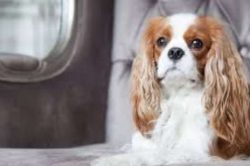 They are house dogs and will never thrive in an environment where they are driven to the backyar ...
