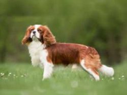 When it comes to workouts, Cavaliers are generally smart and willing to try whatever you want th ...
