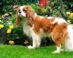 Cavaliers are descended from the same toy spaniels depicted in many paintings from the 16th, 17t ...