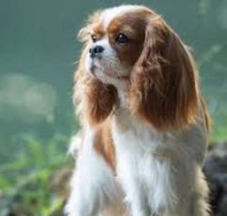 These little spaniels were the favorites of the royal and noble families of England.