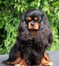 Mary, Queen of Scots, had a toy spaniel to accompany her on her way to beheading, and her grands ...