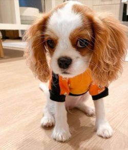 Cavalier King Charles Spaniels are very beautiful, energetic and obedient dogs, which until rece ...