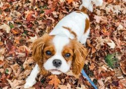 Cavalier King Charles Spaniels have a proportional harmonious physique, elegant and graceful.