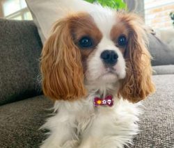 The spaniel’s coat is long, silky, slightly wavy.