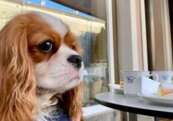 Spaniels can be black with bright brown, chestnut red (ruby), pearl white with black spots and b ...