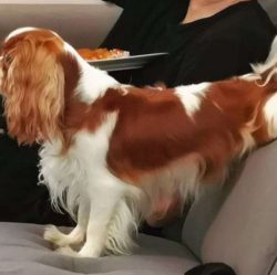 They are sociable, very intelligent, funny, human-oriented dogs, always and everywhere in the sp ...