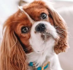 In every passer-by, this pet will surely find something good and, as a sign of attention, ferven ...
